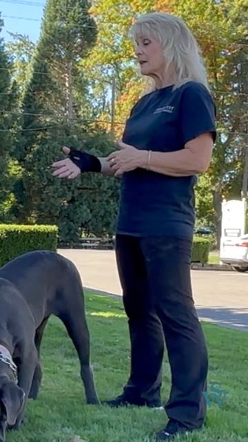 How to Protect Your Dog from Injury out of Arms Reach смотреть онлайн