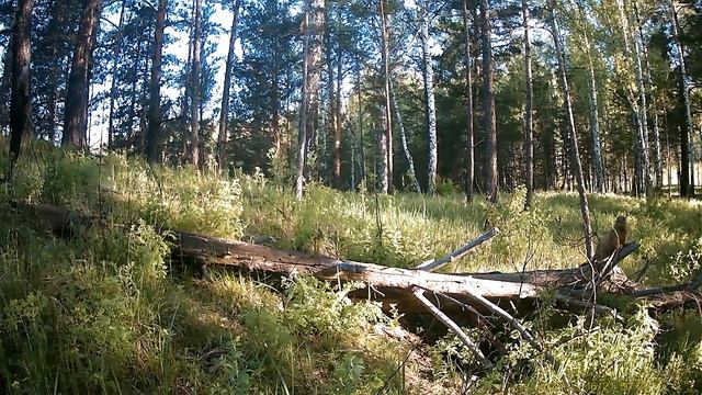 сурок на фотоловушку 02. 06.2924 часть 4 смотреть онлайн