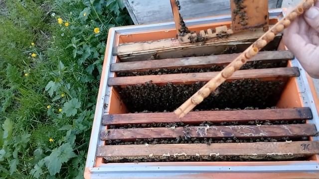 Сегодня на пасеке 20 апреля 2018 г. Осмотр семьи воспитательницы и племенной.