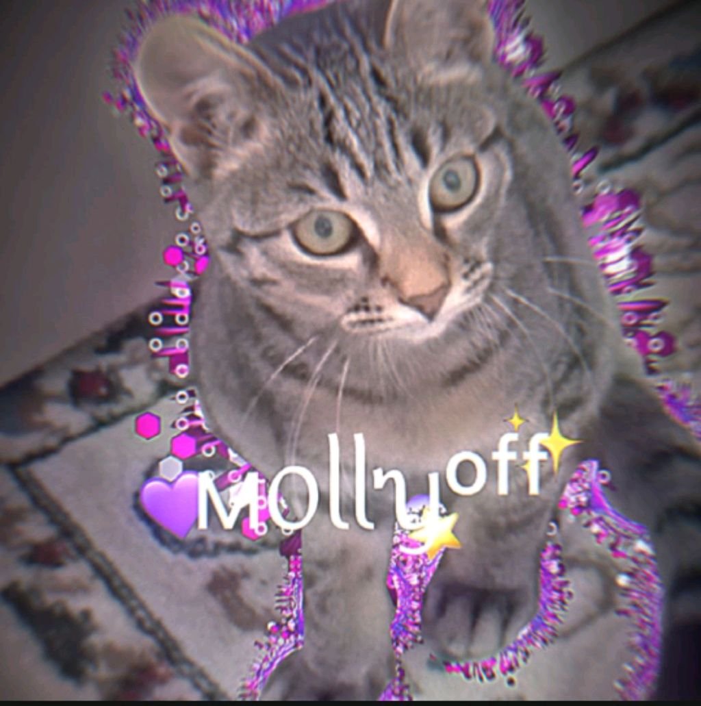 про кошек