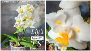 Phal. Liu’s Pale Micholitz ‘ES’ 🐣 Домашнее цветение азиатской белой орхидеи бабочки с желтой губой
