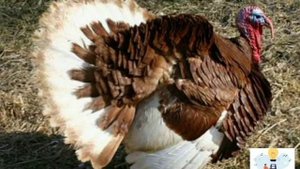 Про индюков