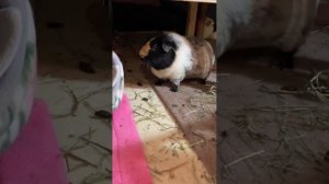 Милые морские свинки!!