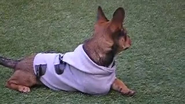 kelly 1.MOV смотреть онлайн