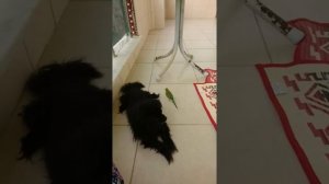 Петрушка на балконе