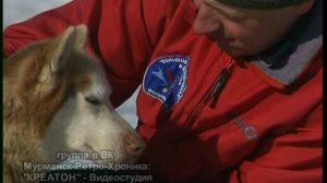 Гонки на собаках