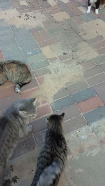 Няшные котики. Funny cats. Lustige katzen. Gatos graciosos. Kucing lucu. Chats drôles. 面白い猫.