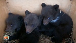 Тройня медвежат из Калужской области поступила в центр спасения медвежат-сирот в Тв. области