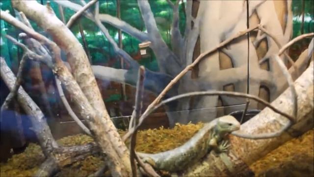 Зоопарк в Орландо Orlando ZOO смотреть онлайн