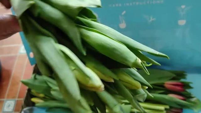 Serenata Flowers Unboxing of Rainbow Tulips