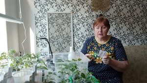 Чем подкормить и простимулировать рассаду после пикировки.