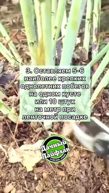 Обрезаем малину правильно 👍🏻 В сентябре обрезку после сбора #лайфхакидлядачи #полезныесоветы #дача
