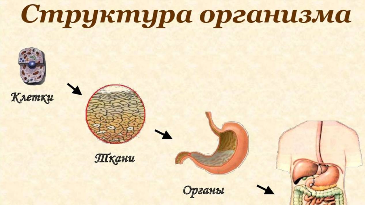 Поэтому нам нужны быстро усвояемые витамины и минералы в мицеллярной форме!