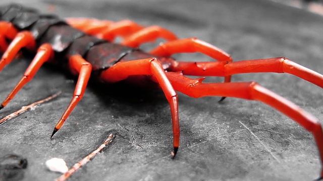 Top 5 Creepiest Prehistoric Animals(Halloween Special) смотреть онлайн