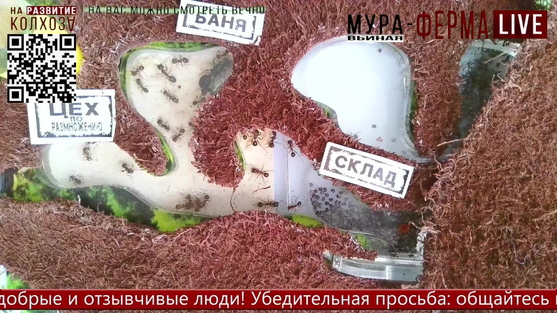 МУРА-ферма LIVE.Бункер 28.Муравьиная ферма!Муравьи Жнецы.+радио "Мураши LIVE".