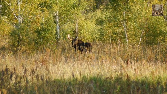 О главной опасности для охотничьего хозяйства смотреть онлайн