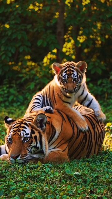 Тигр смотреть онлайн