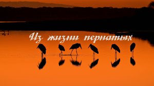 Из жизни пернатых