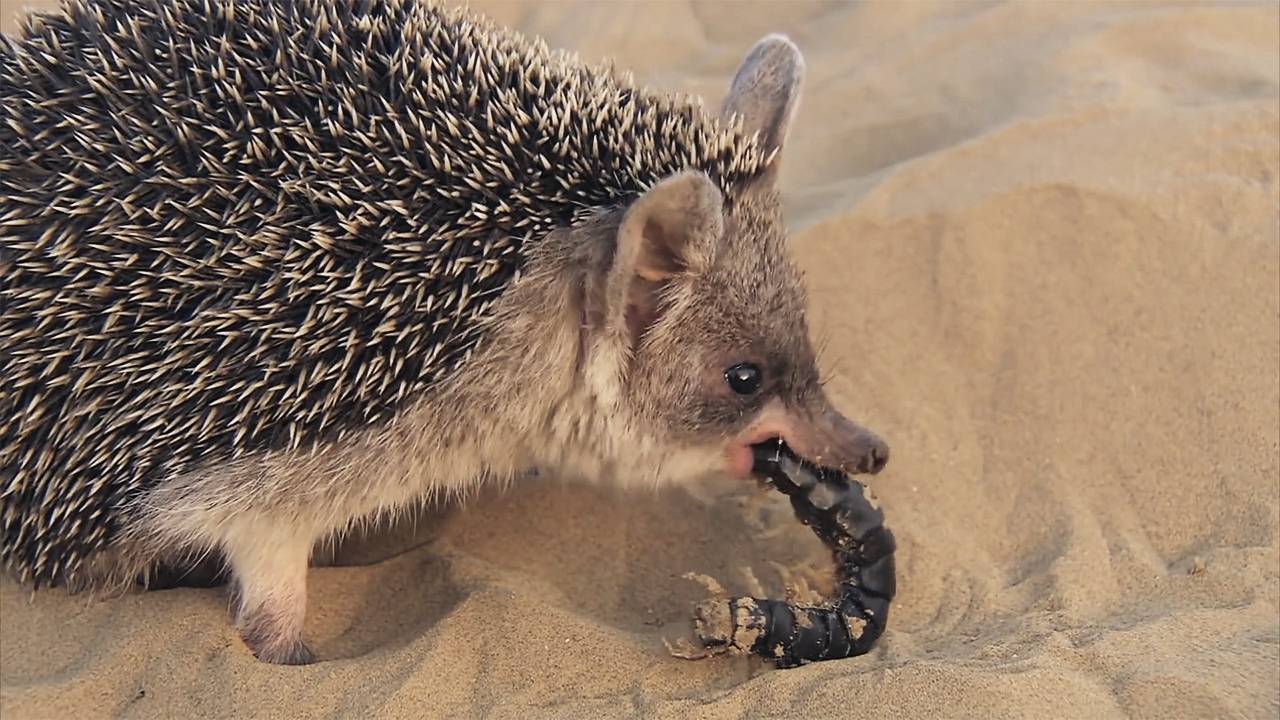 Ушастый ёж – ловкий пустынный хищник и гроза ядовитых змей! смотреть онлайн