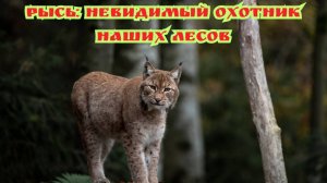 Рысь: Невидимый охотник наших лесов