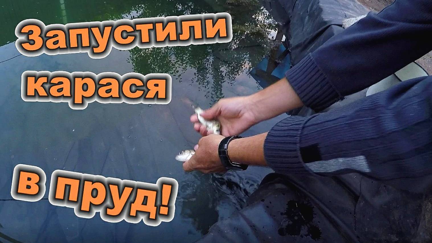 Запускаем карася в пруд из ближайшего водоёма \ Украшаем пруд камнями и ракушками (июнь 2018) смотреть онлайн