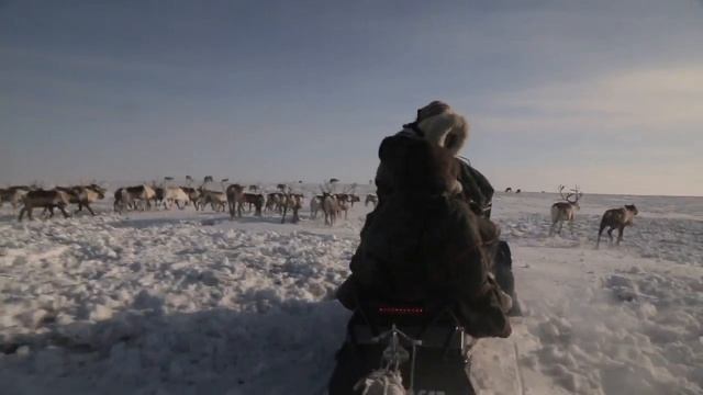 Arman Alizadin terveiset Siperiasta! смотреть онлайн