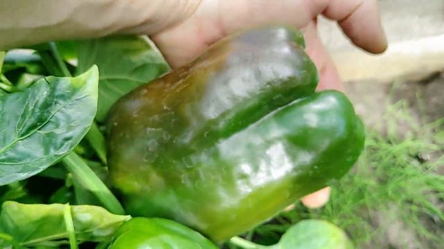 Калифорнийское чудо👍 смотреть онлайн