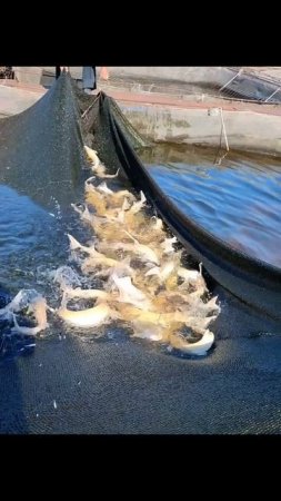 Как разводят осетров сегодня?
