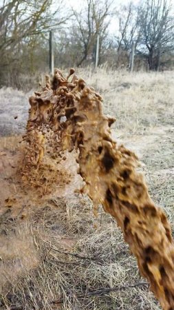 Курская  обл Береза 11 результат