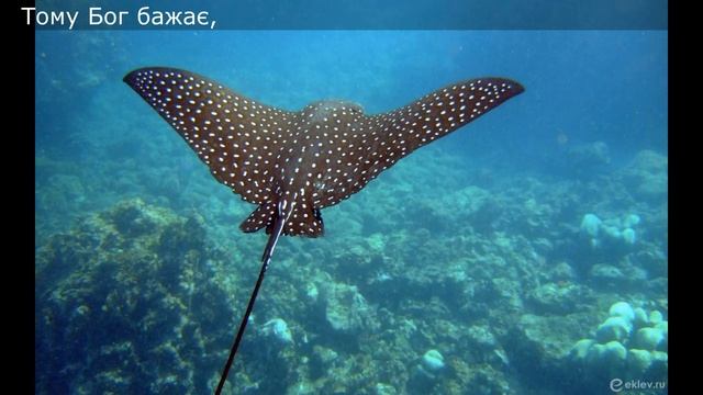 Небезпечний скат / 28 березня смотреть онлайн