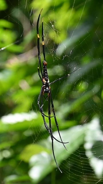 Ventral side view of a golden orb weaver spider that is resting on its web #spider #spiderweb смотреть онлайн
