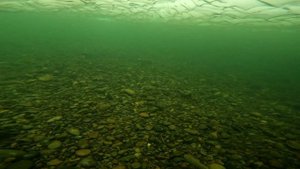 подводная съемка хариуса