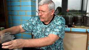 Посев помидоров для открытого грунта