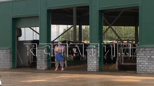 Крупная молочная ферма построена в Бутурлинском районе смотреть онлайн