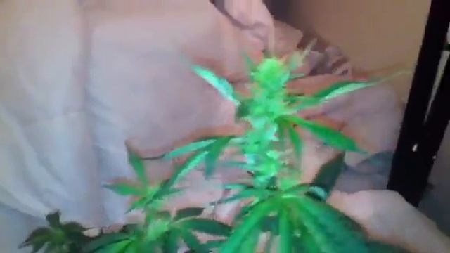 Auto Northern Lights X2, Raw Diesel, Vintage'06 & Critical#47 Grow UK