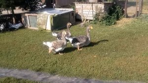 Камагоры (Комогоры)