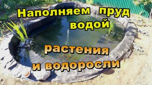 Наполняем пруд водой \ Растения по берегам с водорослями (Июнь 2018)
