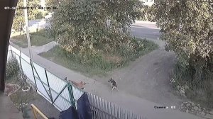 Стая собак убивает кота