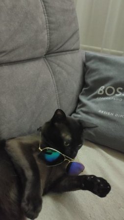 смешной кот.