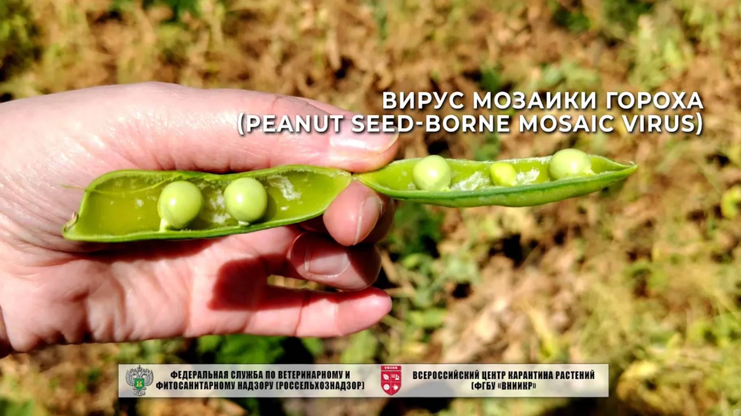 Вирус мозаики гороха (Peanut seed-borne mosaic virus)