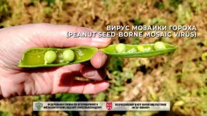 Вирус мозаики гороха (Peanut seed-borne mosaic virus)