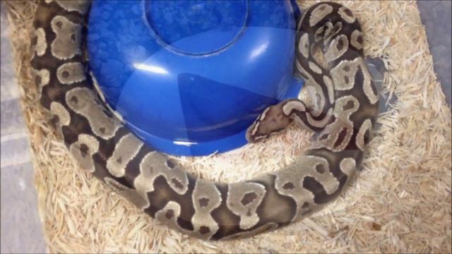 Mysterious White Snake in Normal x Fire Clutch смотреть онлайн
