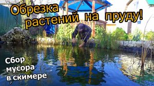 Обрезка сухих листьев растений на пруду \ Готовимся к зиме \ Чистка скимера от мусора (октябрь 2019)