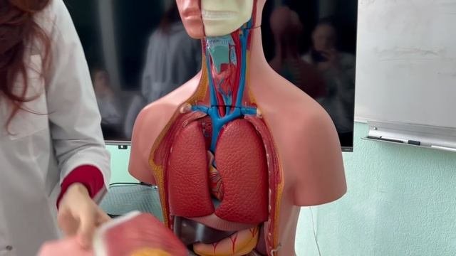 Video_BMI_info