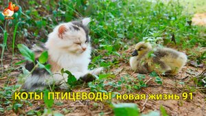 Коты птицеводы со своими подопечными 😹🐈🐈 Новая жизнь – выпуск (91) ❣️🤗😂