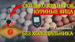 Сколько могут храниться без холодильника яйца, снесённые в курятнике?