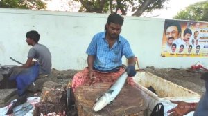 Kasimedu king cobia fish cutting @ sea shades in Kasimedu fishing harbour