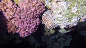 Tobia Arbaa Night Diving - Egypt, Safaga, October 2014