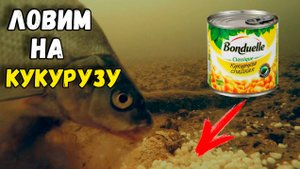 Ловля рыбы на кукурузу