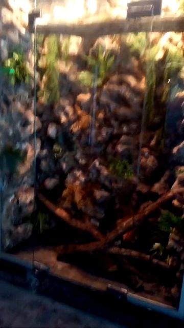 Большой террариум от нашей студии в ресторане Взелень  г. Симферополь. смотреть онлайн